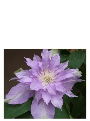 Imagen de Fleur De Lilac