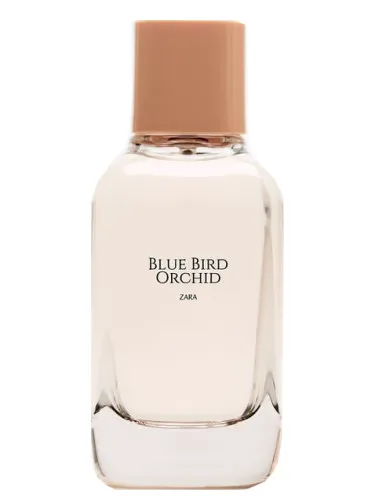 Imagen de Blue Bird Orchid