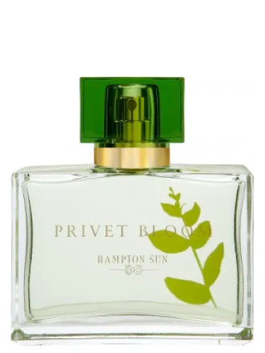 Perfume Privet Bloom de Hampton Sun