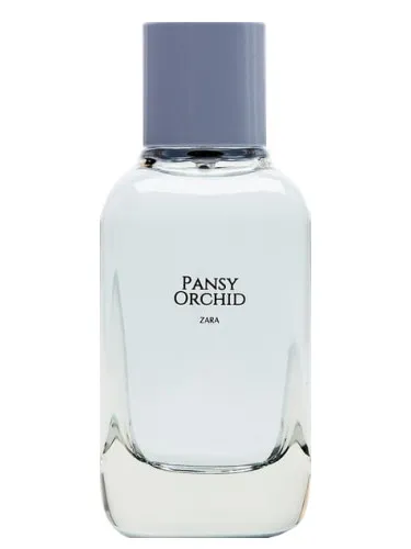 Imagen de Pansy Orchid
