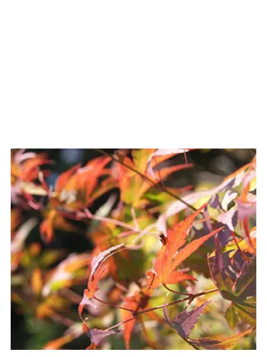 Imagen de Autumn