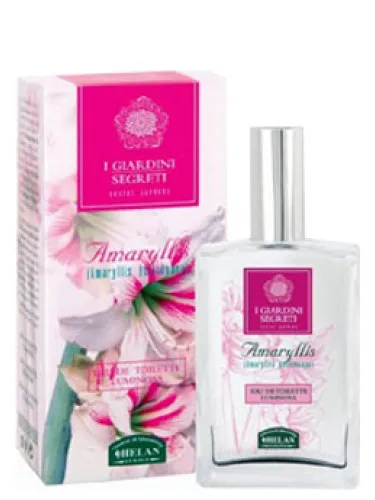 Imagen de Amaryllis