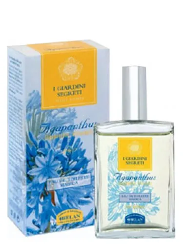 Imagen de Agapanthus