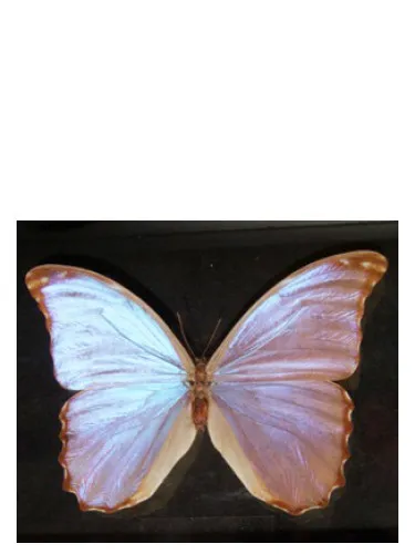 Perfume Butterfly de Bud Parfums
