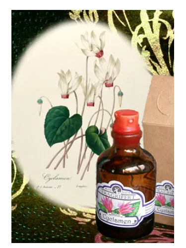 Imagen de Cyclamen