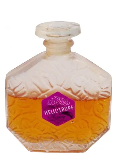 Imagen de Heliotrope