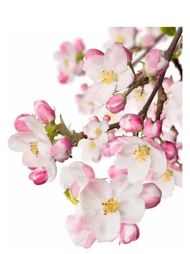 Perfume Japanese Garden CVS Essence of Beauty de CVS Essence of Beauty