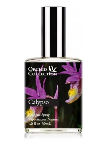 Imagen de Calypso Orchid